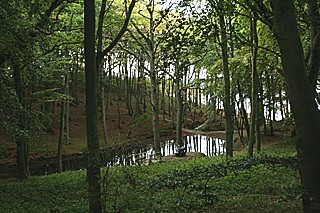 Wald am Bodden nahe Lietzow